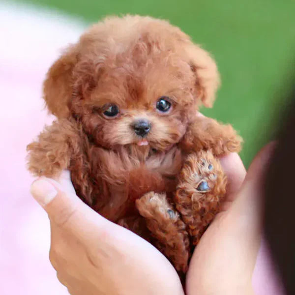 🐶 Ultra-Realistic Robotic Puppy Plush – The Cutest Companion Ever! 🐶